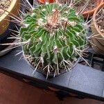 Stenocactus multicostatus Flor
