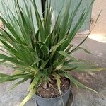 Dracaena draco Ліст