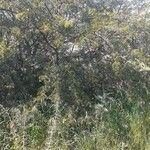 Acacia karroo Costuma