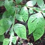 Dracontium polyphyllum Leaf