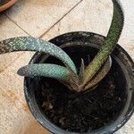 Gasteria carinataFoglia