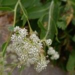 Lepidium latifolium Flower