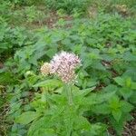 Eupatorium cannabinumÕis