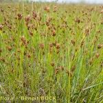 Rhynchospora fusca Habit