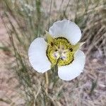 Calochortus gunnisonii Λουλούδι