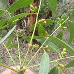 Eucalyptus viminalis Листок