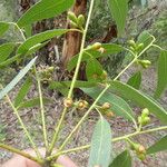 Eucalyptus viminalis Blatt