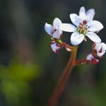 Micranthes californica Flor