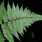 Cyathea surinamensis Лист