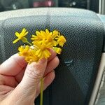 Packera glabella Flower