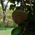 Annona crassiflora Плод