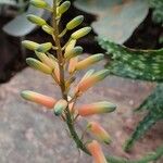 Aloe andringitrensis