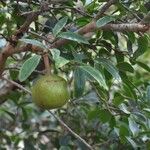 Xylocarpus granatum Fruit