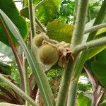 Solanum quitoense Fruit