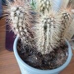 Echinocereus longisetus List