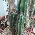 Isolatocereus dumortieri Hábito