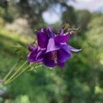 Aquilegia alpina Λουλούδι
