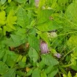 Atropa belladonna ফুল