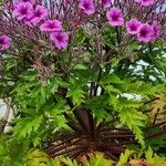 Geranium maderense पत्ता