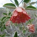 Xanthostemon francii Flower