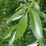 Salix alba Blatt