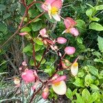Begonia aconitifolia Kwiat