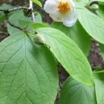 Stewartia ovata Leaf