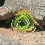 Aeonium aureum Blad