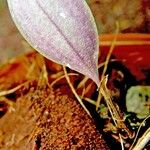 Trichosalpinx orbicularis その他の提案