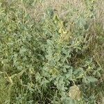 Crotalaria incana Hábitos