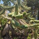 Austrocylindropuntia cylindrica Leht