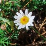 Argyranthemum frutescens Flor