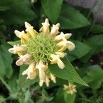 Phlomis fruticosaFlower