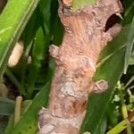 Angraecum eburneum Bark