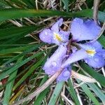 Iris unguicularis Flower