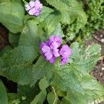 Lunaria annuaŽiedas