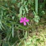 Dianthus deltoidesFlower