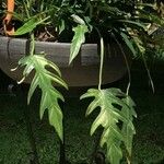 Philodendron radiatum Leaf