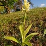 Orchis pallens Kvet