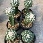 Coryphantha elephantidens Ліст