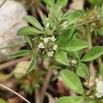 Trifolium scabrum Fuelha