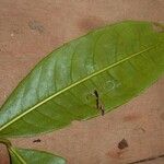 Amanoa guianensis Feuille