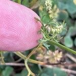 Aethusa cynapium Leaf