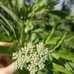 Sambucus ebulusFlower