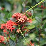 Ixora javanica Žiedas