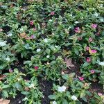 Catharanthus roseus Hábitos