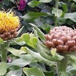 Centaurea macrocephala Flower