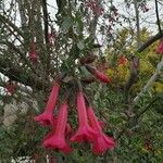 Cantua buxifolia Fleur