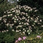 Rhododendron crinigerum Habit