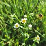 Erigeron strigosusBlüte